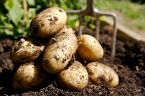 Potatis innan tillagning